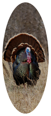 Gone Hunting (Turkey)